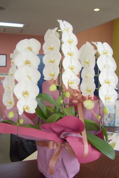 ・・・胡蝶蘭・・・