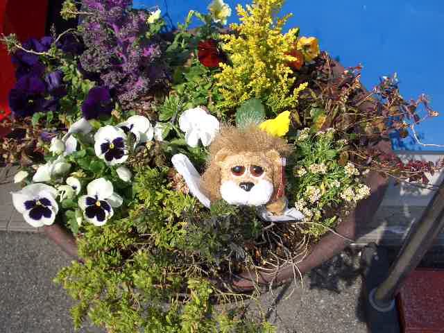 ＊＊新しい仲間＊＊