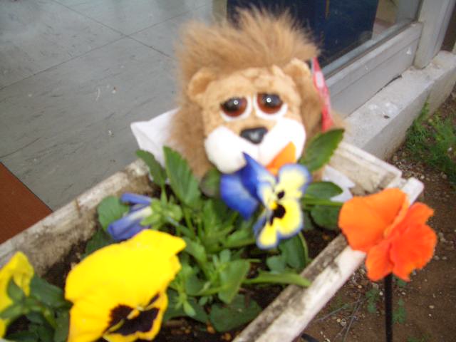 ＊＊新しい仲間＊＊