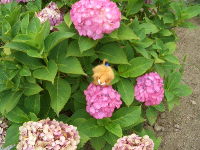 ＊＊紫陽花＊＊