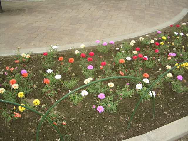 ＊＊紫陽花＊＊