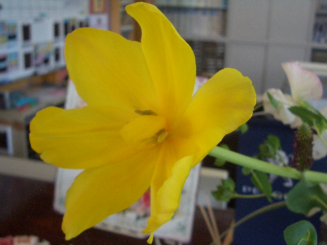 花より、やっぱり団子。