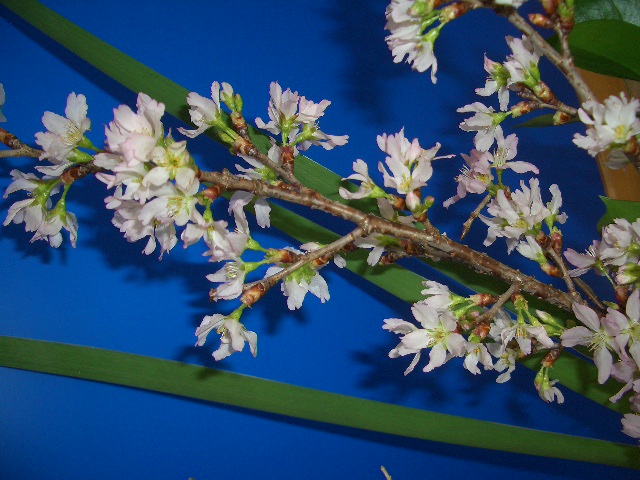 ＊スプリングキャンペーン＊