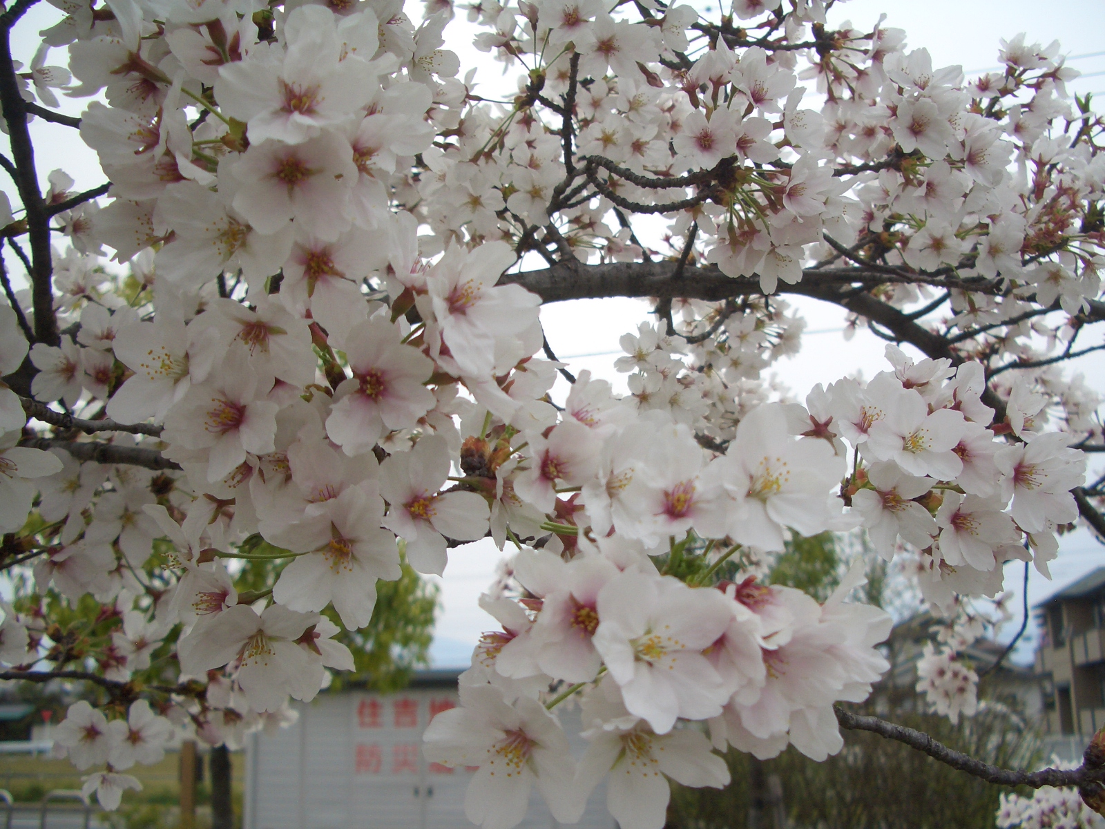 出張展示会のお知らせ