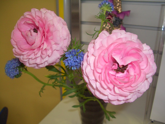 ＋＋試乗会開催のお知らせ＋＋