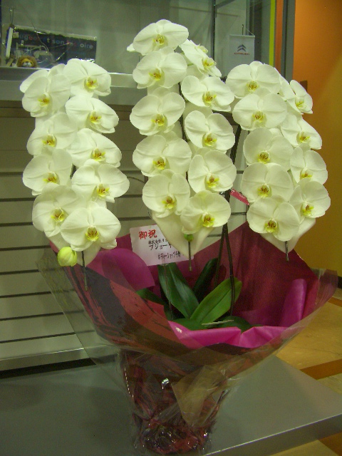 208デビューフェア