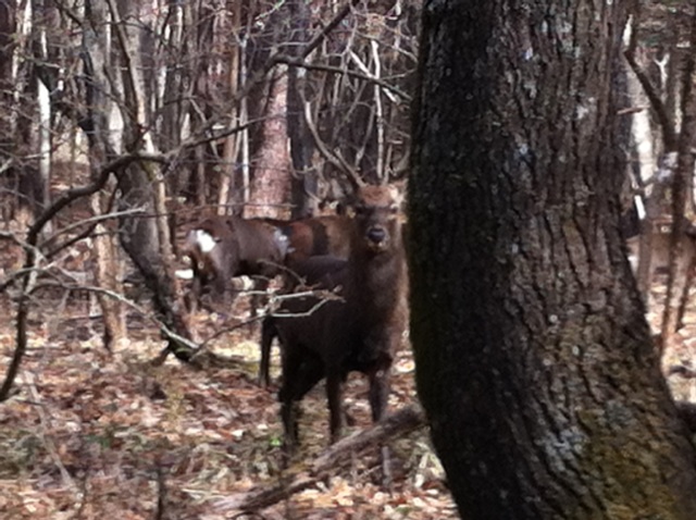珍客のお出迎え