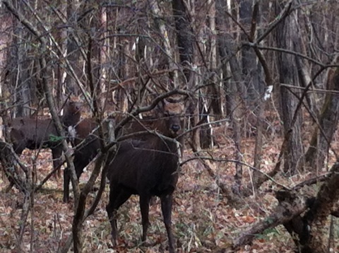 珍客のお出迎え
