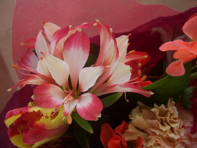 Ｂｌｌｏｓｓｏｍ様