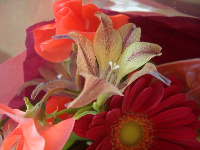 Ｂｌｌｏｓｓｏｍ様