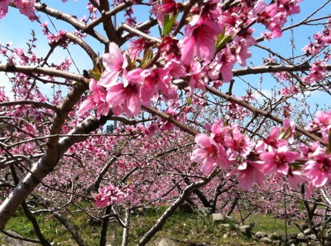 山梨をドライブ