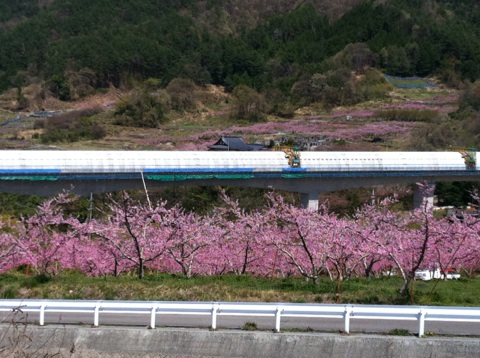 山梨をドライブ