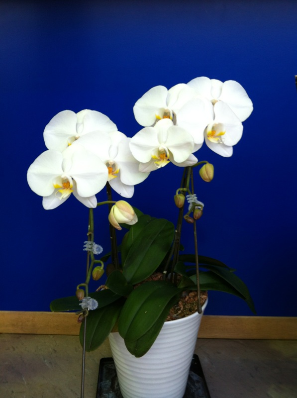 蘭の花が咲きました