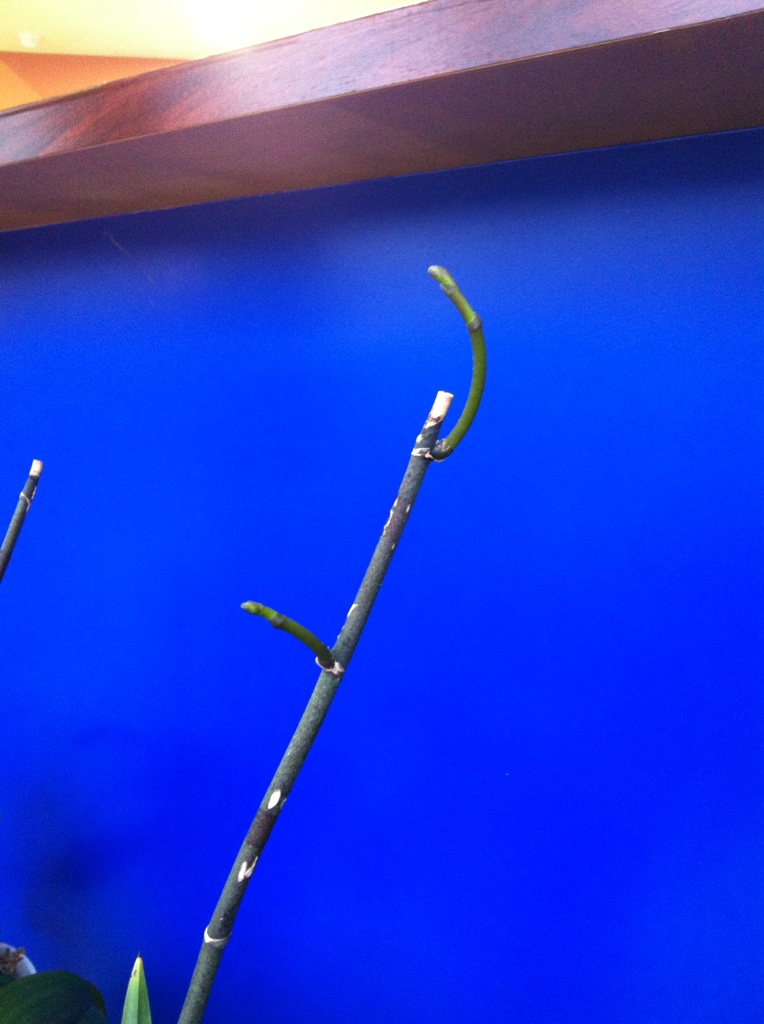 蘭の花が咲きました