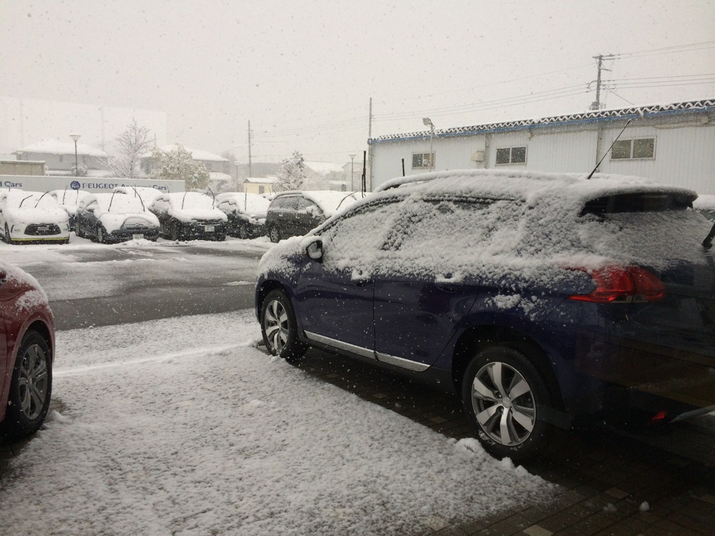 今日も雪・雪・雪