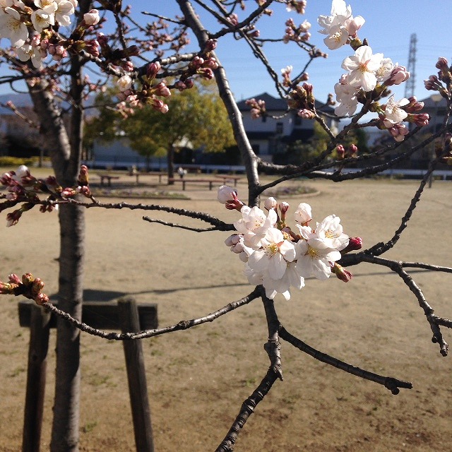 春到来！のコピー