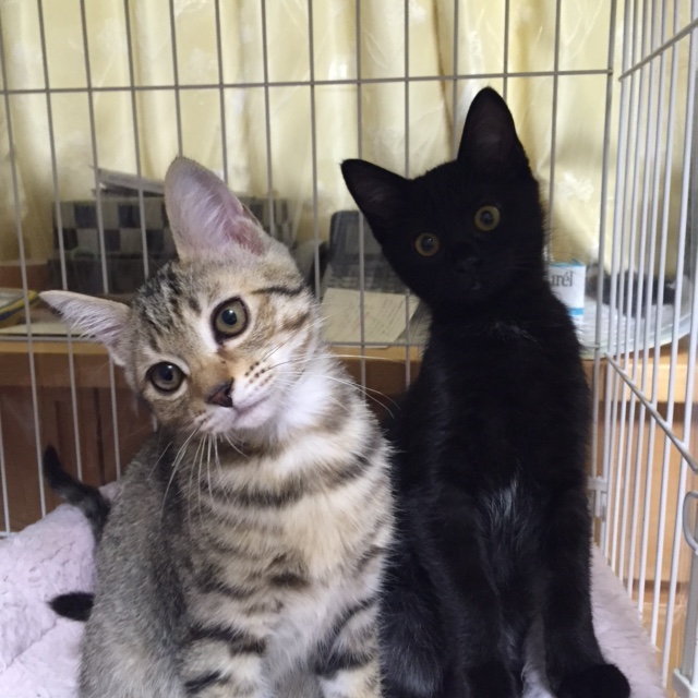 プジョーといえば。