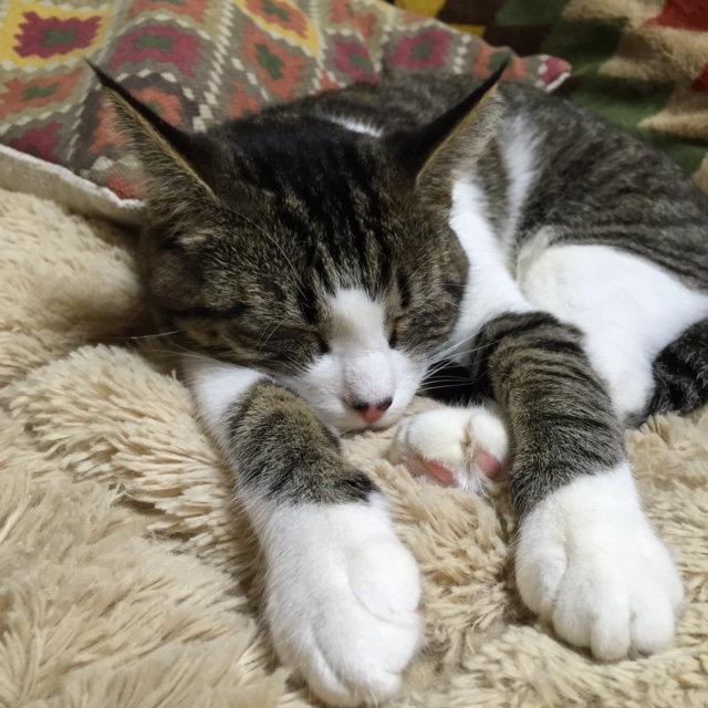 プジョーといえば。